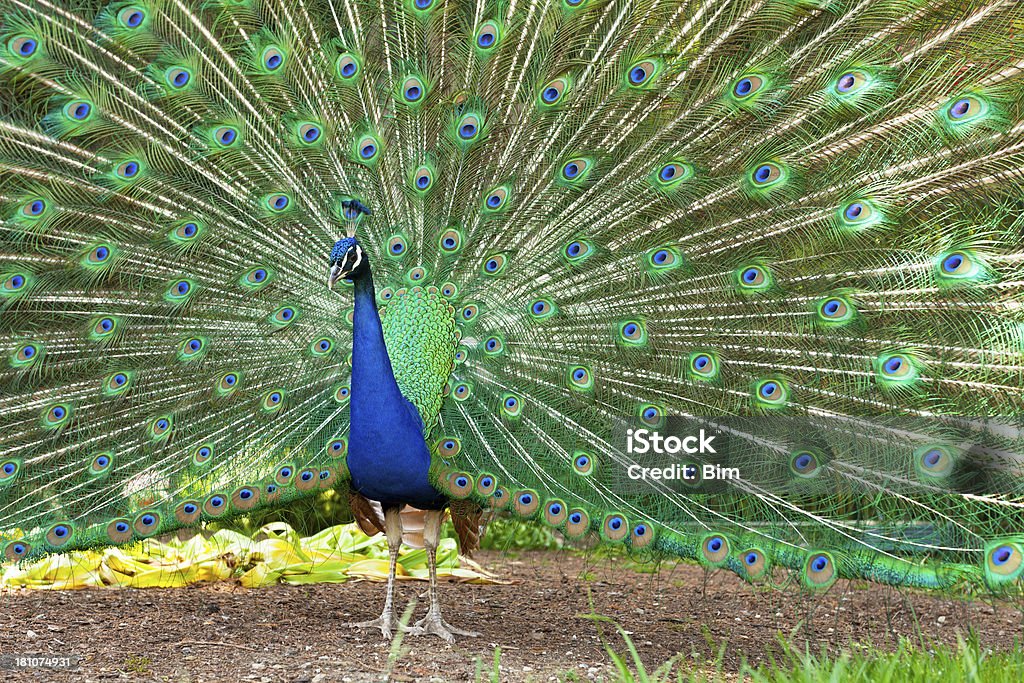 Männliche Pfau auf die mit Federn - Lizenzfrei Pfau Stock-Foto