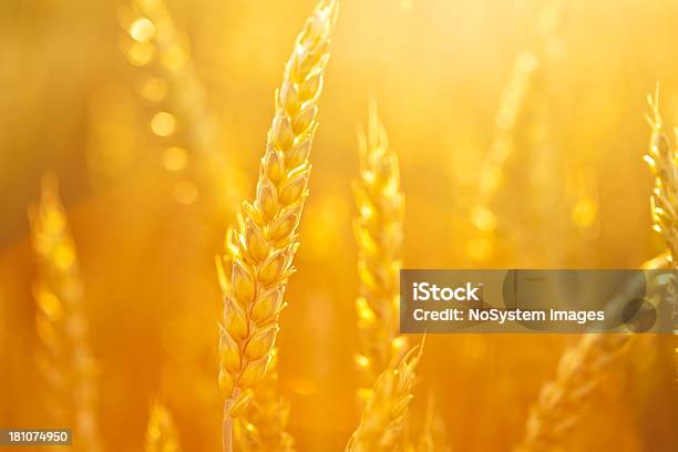 Trigo Ao Pôr Do Sol - Fotografias de stock e mais imagens de Agricultura - Agricultura, Ajardinado, Amarelo