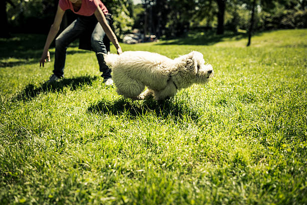 istock Woman Playing with her Dog at Park 181075121