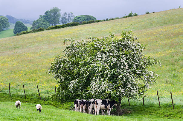 English Lake District: rainy morning "Rain over fields and meadows in the English Lake District, with grazing sheep and a small herd of Friesian cattle trying to find shelter under blossoming hawthorn trees." april showers may flowers stock pictures, royalty-free photos & images