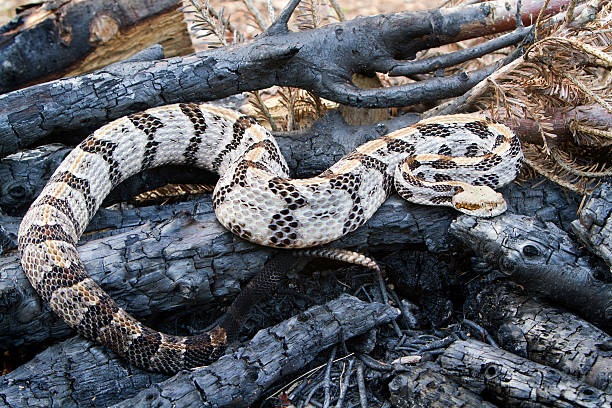 材木（canebrake ラトルスネーク-フルボディ） - timber rattlesnake ストックフォトと画像