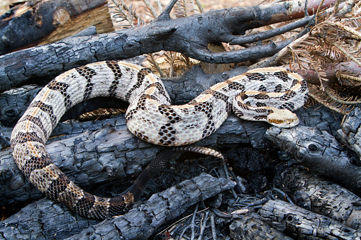 Timber (Canebrake) Rattlesnake - Full Body