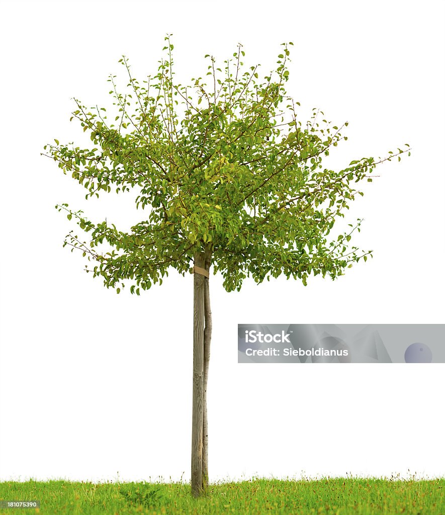 Small, staked fruit tree with green grass isolated on white. Pear Tree Stock Photo