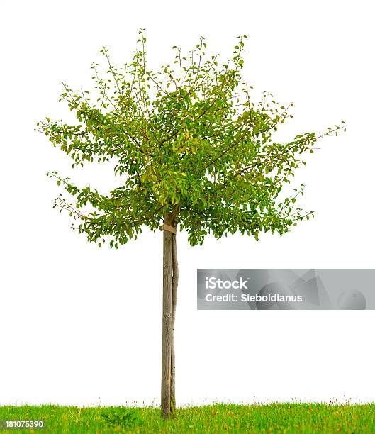 Small Staked Fruit Tree With Green Grass Isolated On White Stock Photo - Download Image Now