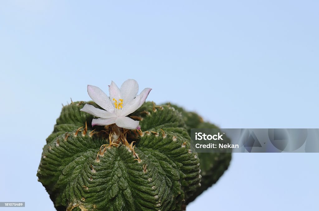 Fiore di cactus contro il cielo azzurro. (Aztekium ritteri) - Foto stock royalty-free di Appuntito