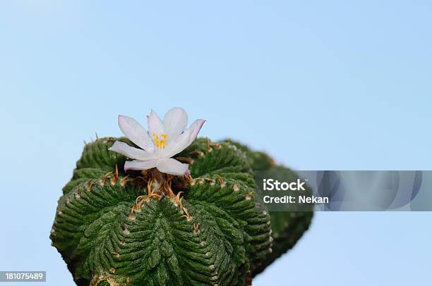 Fiore Di Cactus Contro Il Cielo Azzurro - Fotografie stock e altre immagini di Appuntito