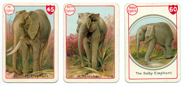 Asian elephant a closeup portrait from money