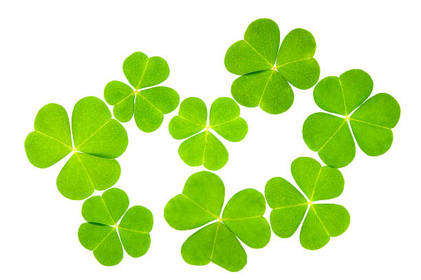 Green leaves Wood sorrel (Oxalis acetosella) leaves isolated on white background. oxalis acetosella flowers stock pictures, royalty-free photos & images