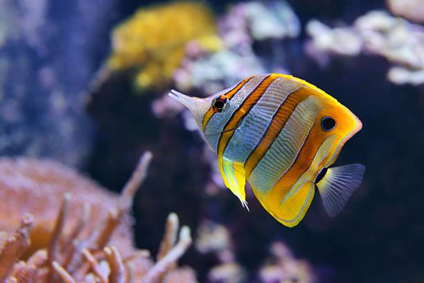 istock Copperband Butterflyfish (Chelmon rostratus), also commonly called the Beak Coralfish 181075793