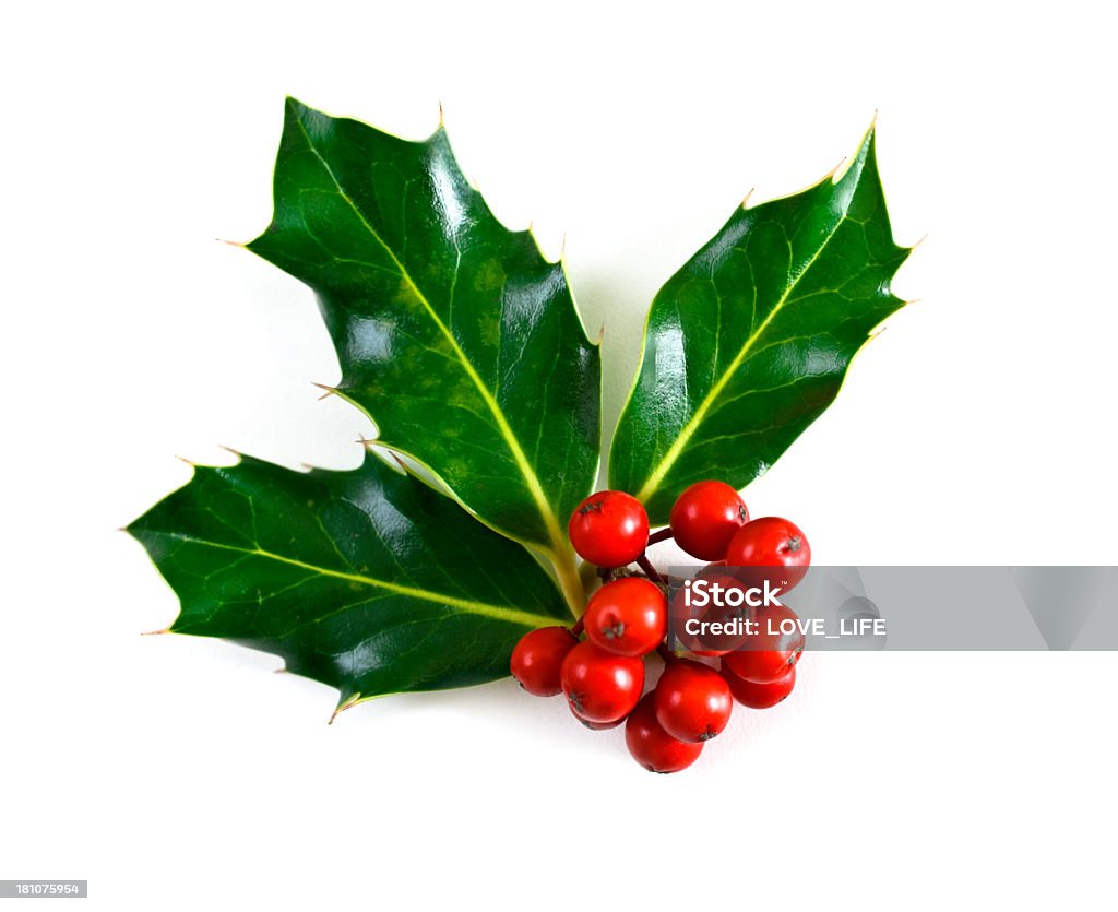 Holly Holly and Pine Cone isolated on white. Christmas Stock Photo