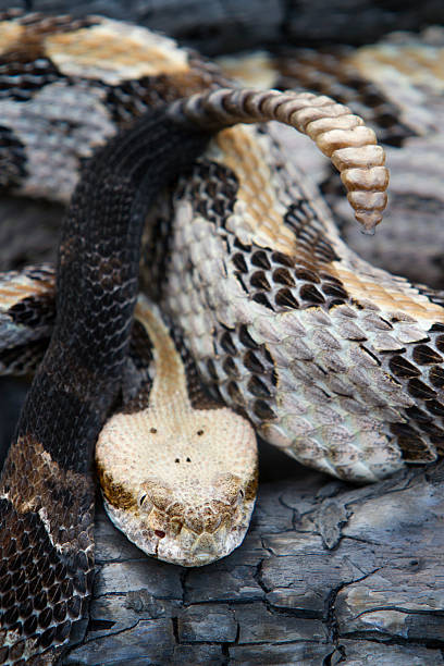 材木ラトルスネークを示すラトル - timber rattlesnake ストックフォトと画像