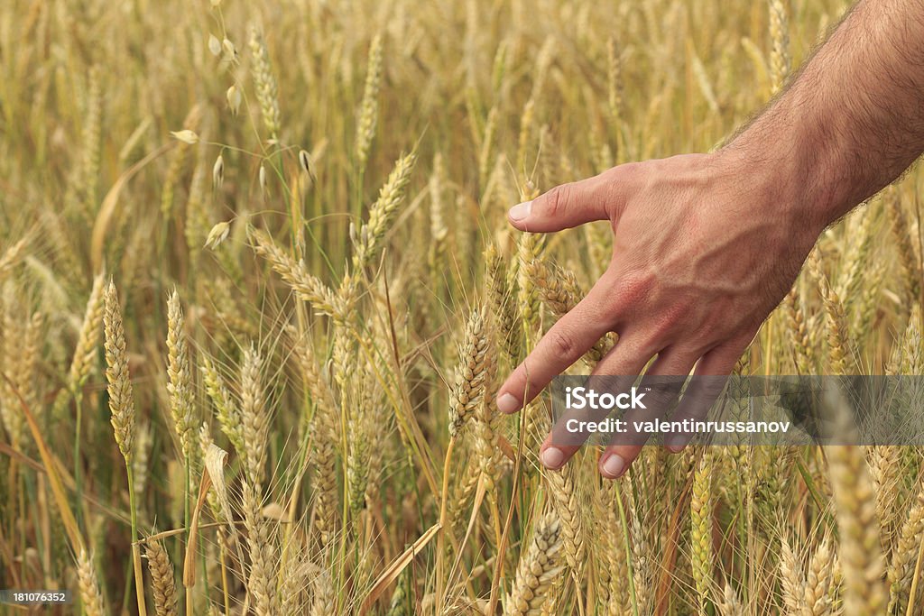 Toucher le harvest - Photo de Abstrait libre de droits