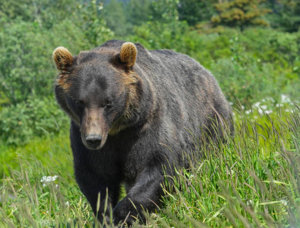 istock close up on Alaska brown bear 1810764111