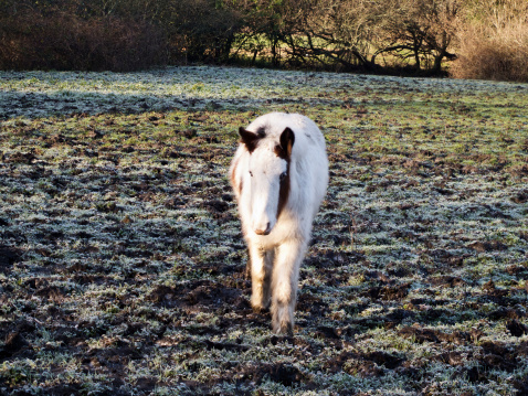 Long haired white horse in frosty field