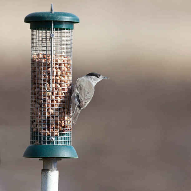 istock Male Blackcap, Sylvia atricapilla 181076429