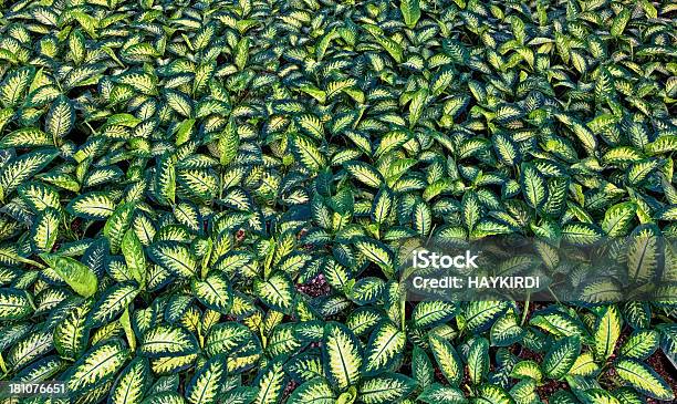 Green Leafs Stockfoto und mehr Bilder von Bildhintergrund - Bildhintergrund, Blatt - Pflanzenbestandteile, Fotografie