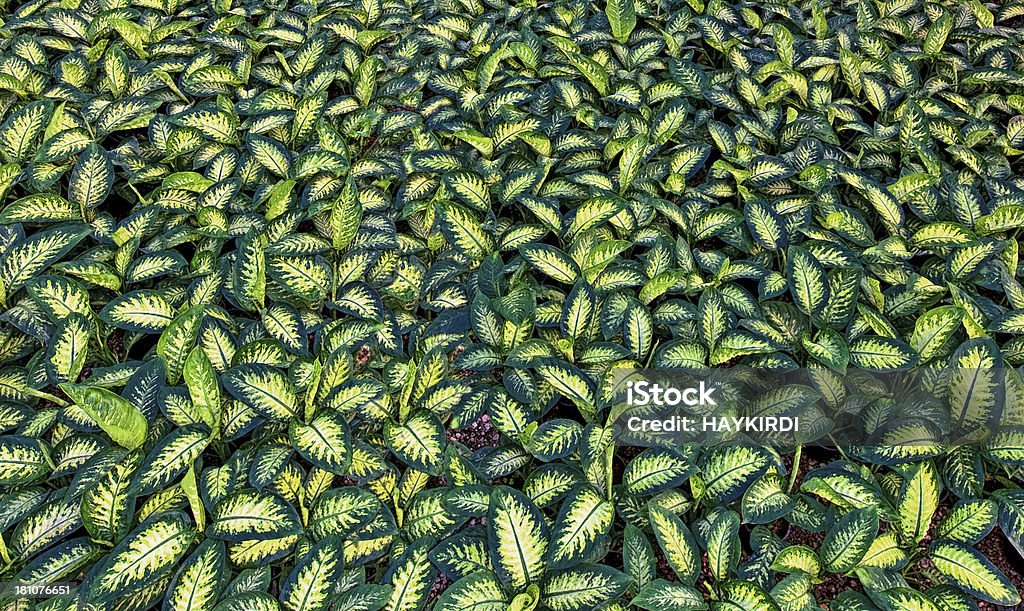 Verde leafs - Royalty-free Amarelo Foto de stock