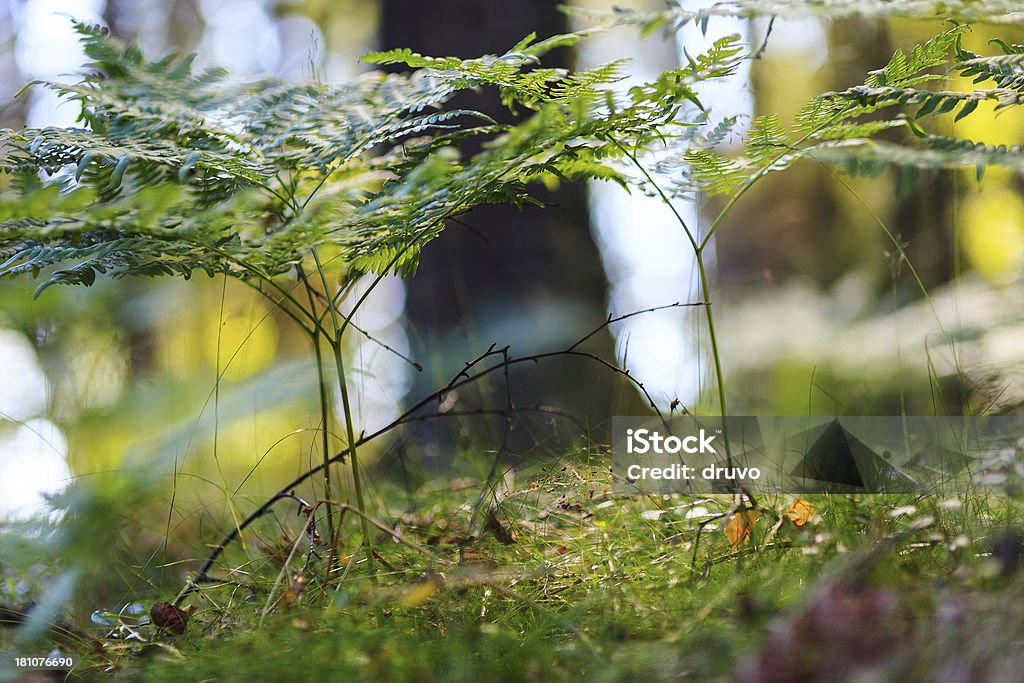 Gros plan de fougère - Photo de Forêt libre de droits