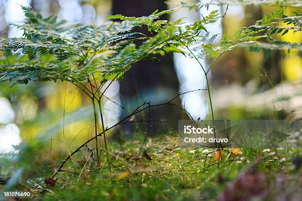 Photo libre de droit de Gros Plan De Fougère banque d'images et plus d'images libres de droit de Forêt - Forêt, Irlande, Beauté