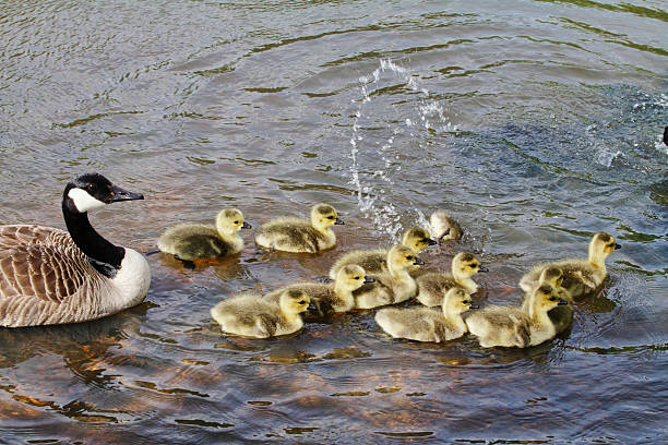 istock Canada goose goslings Branta canadensis flips over 181076867
