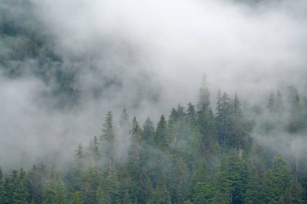 istock Misty landscape with forest on hills 1810769277