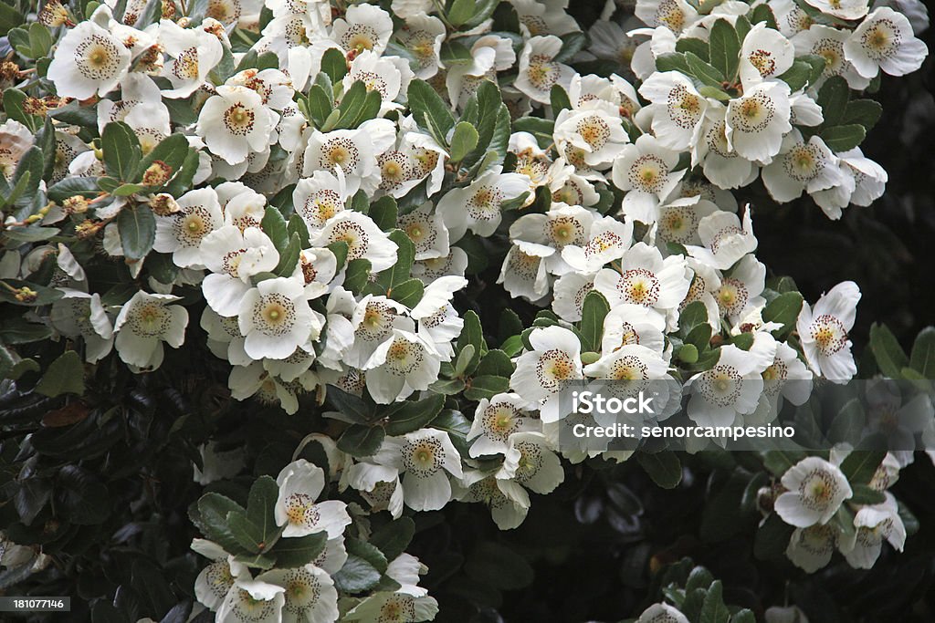 Ulmo tree (Eucryphia cordifolia) - Zbiór zdjęć royalty-free (Bez ludzi)
