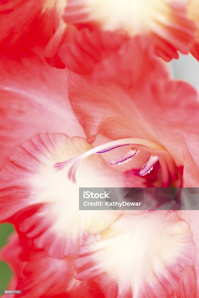 Rosso Gladiola vicino - Foto stock royalty-free di Bellezza naturale