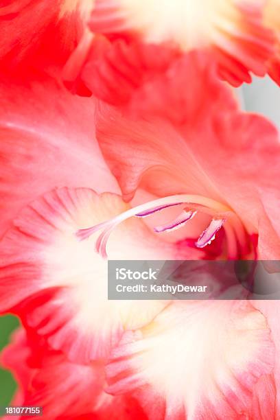 Rosso Gladiola Vicino - Fotografie stock e altre immagini di Bellezza naturale - Bellezza naturale, Close-up, Composizione verticale