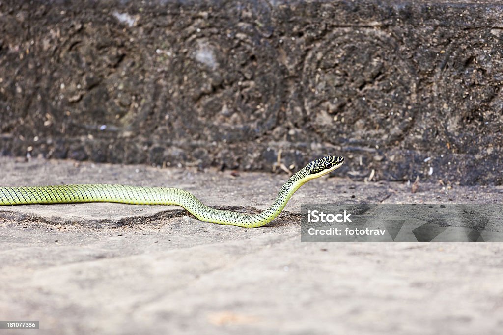 Летающий зеленый дерево под змеиную кожу, Камбоджа - Стоковые фото Green Tree Snake роялти-фри