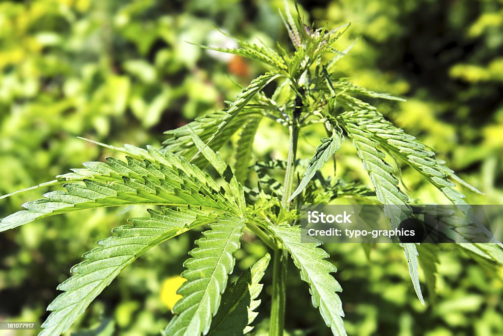 Cannabis Flower in Growing state "Cannabis Flower in growing state. Cannabis is not only a drug but also an old useful plant, used for fibre (hemp) and for for medicinal purposes par example.For more nature details, please look here:" Cannabis - Narcotic Stock Photo