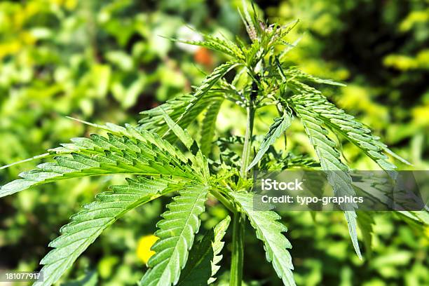 Cannabis Flower In Growing State Stock Photo - Download Image Now - Cannabis - Narcotic, Cannabis Plant, Cannabis sativa