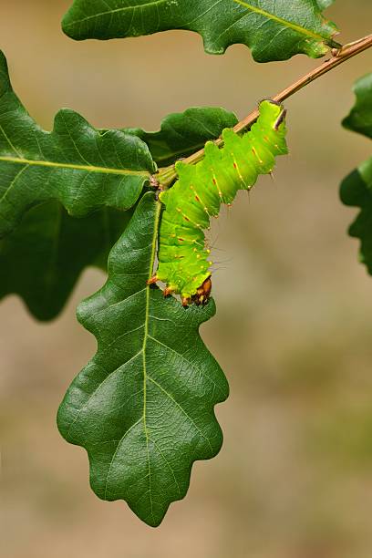 eichenseidenspanner (emperor), caterpillar gegessen blatt auf zweig oak - eichenseidenspanner stock-fotos und bilder