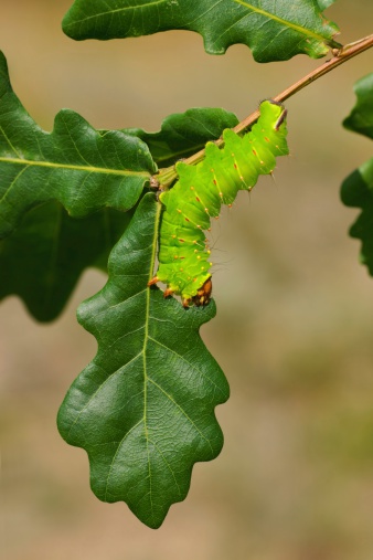 Polyphemus Moth (Antheraea polyphemus), caterpillar eaten leaf on a twig oak