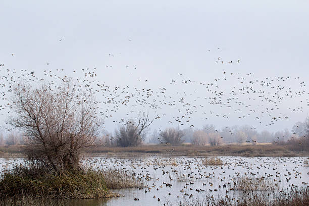 istock birds flying in fog at Gray Lodge 181078077