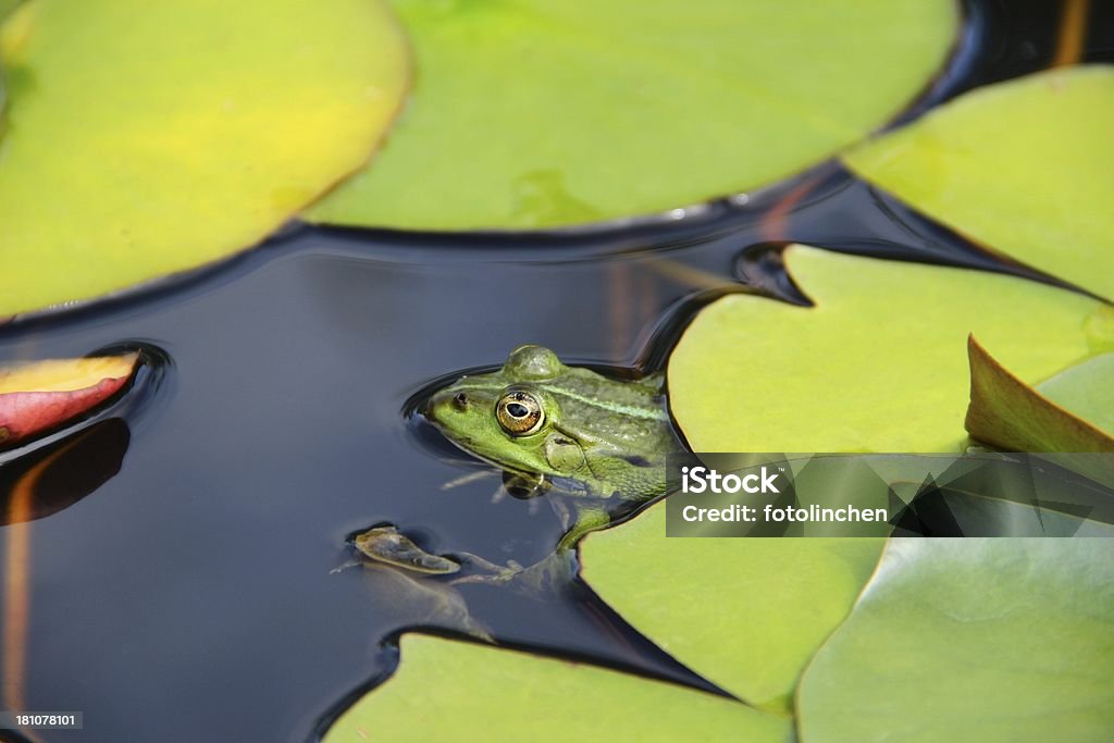 Grünen Frosch im Teich - Lizenzfrei Amphibie Stock-Foto