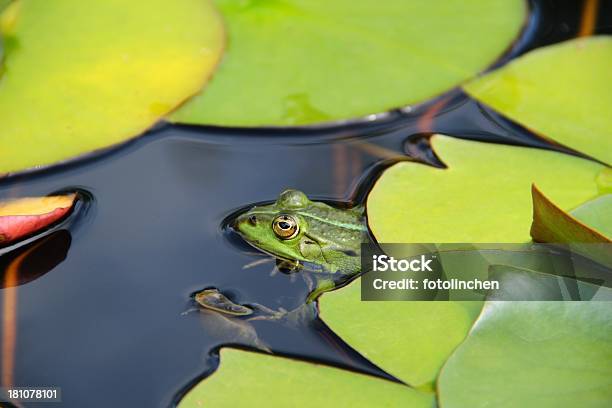 Grünen Frosch Im Teich Stockfoto und mehr Bilder von Amphibie - Amphibie, Blatt - Pflanzenbestandteile, Extreme Nahaufnahme