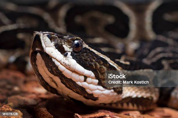 Foto de Letal Urutu Snake e mais fotos de stock de Animal - Animal, Animal selvagem, Bothrops Alternatus