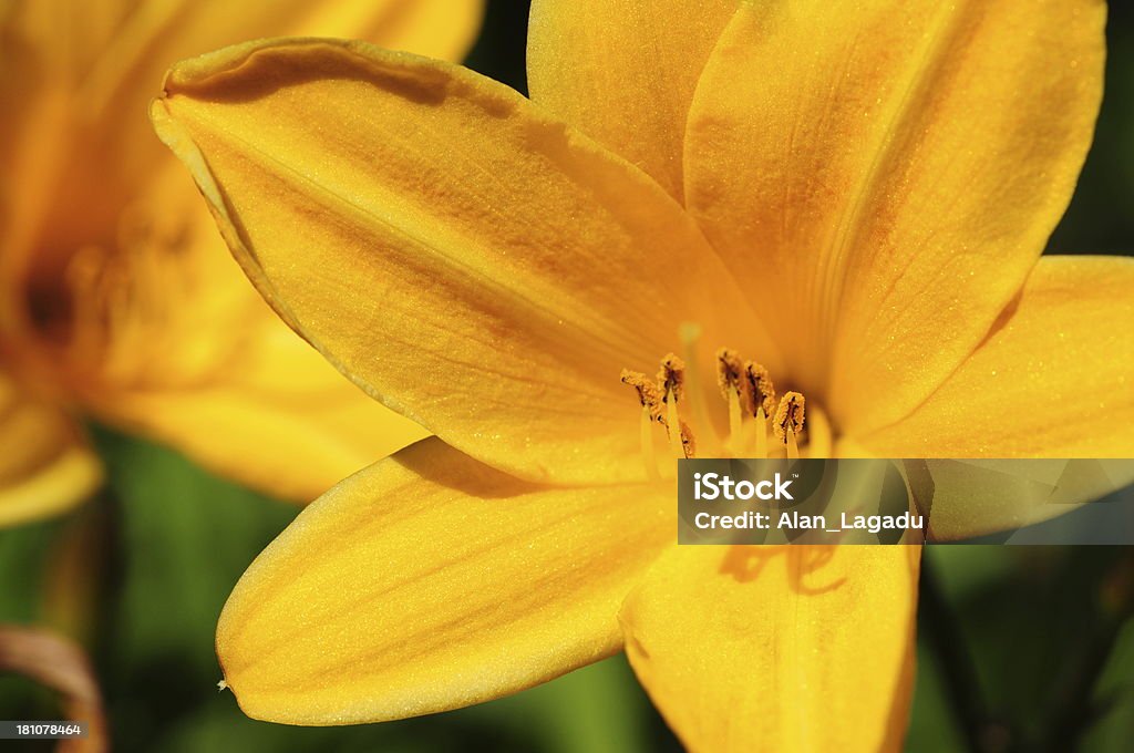 Day lily, U. K. - Lizenzfrei Blütenblatt Stock-Foto