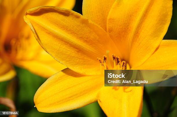 Hemerocale U K - Fotografias de stock e mais imagens de Amarelo - Amarelo, Estame, Estigma