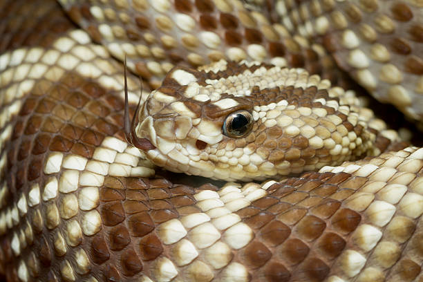 istock Neotropical Rattlesnake with Forked Tongue 181078670