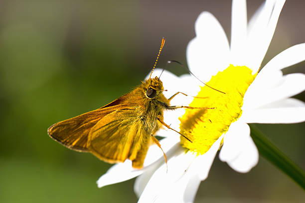 istock flowers chamomiles with butterfly 181078989