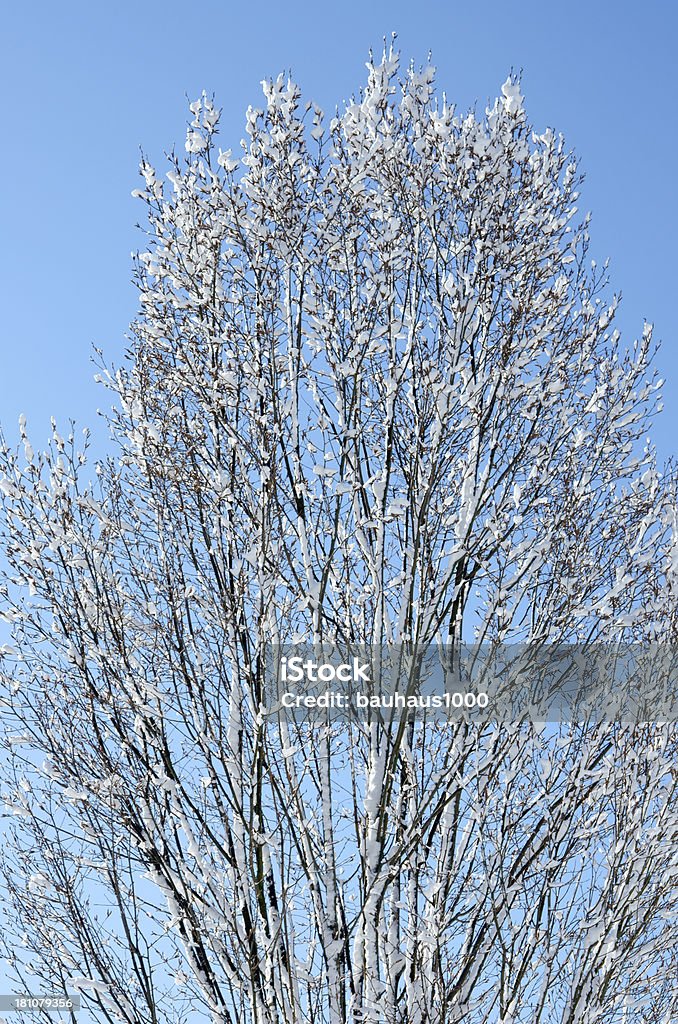 Árvore coberta de neve - Royalty-free Ao Ar Livre Foto de stock