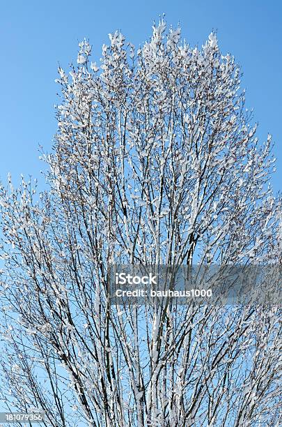 Дерево Покрытые Снегом — стоковые фотографии и другие картинки Без людей - Без людей, Вертикальный, Ветвь - часть растения