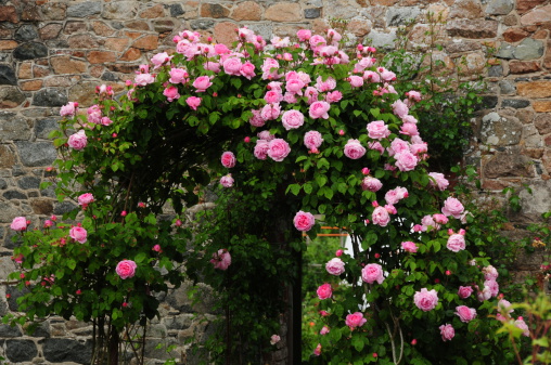 Rose garden with various roses.