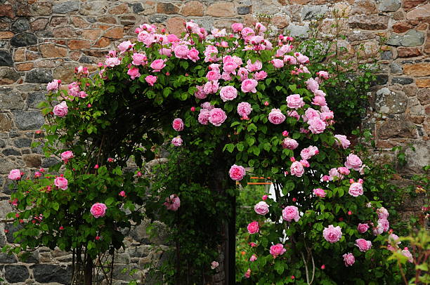 Rose arbour, U.K. Telephoto image of flowers over a garden entrance. english rose stock pictures, royalty-free photos & images