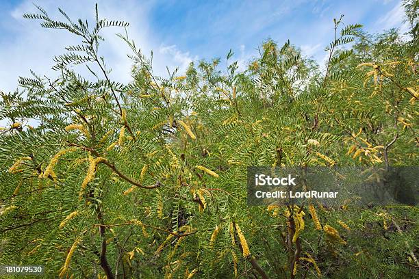 Photo libre de droit de Prosopis banque d'images et plus d'images libres de droit de Feuille - Feuille, Prosopis, Aliment