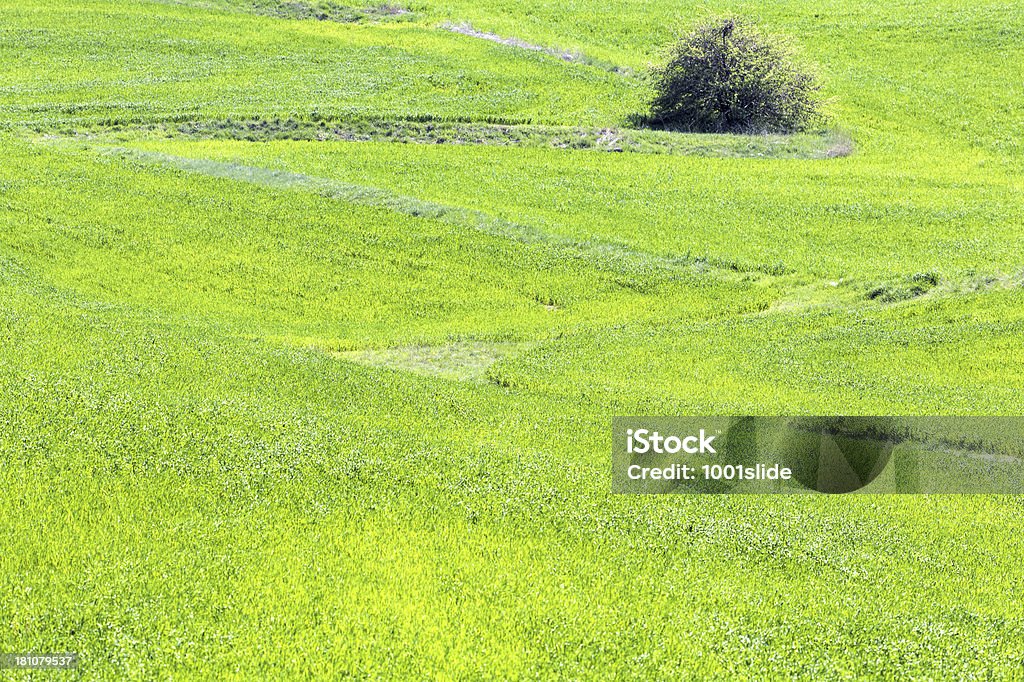 Campo verde e unplowed area - Foto stock royalty-free di Agricoltura