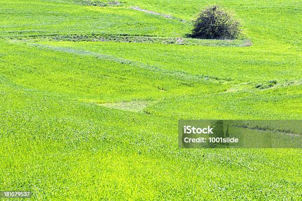Campo Verde E Unplowed Area - Fotografie stock e altre immagini di Agricoltura - Agricoltura, Agricoltura biologica, Ambientazione esterna