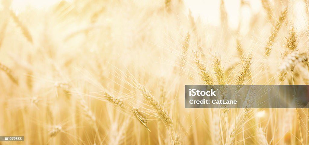 Bellissimo sole campo di grano - Foto stock royalty-free di Agricoltura