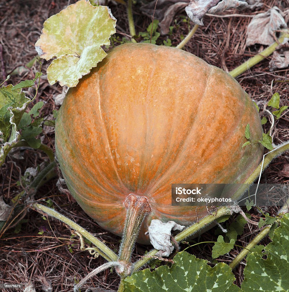 Abóbora Kabocha no jardim - Royalty-free Abóbora Bolota Foto de stock